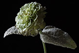 Powdery Mildew