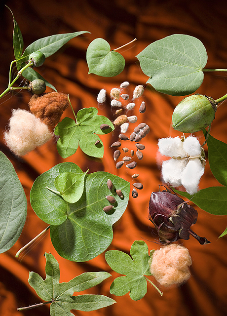 Cotton leaves, bolls, and seeds in a range of colors, shapes, sizes, and textures