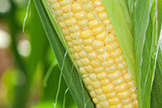 an ear of corn
