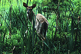 White-tailed deer