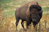 A bison