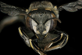 Anthidium maculifrons bee