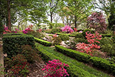 Boxwoods