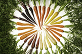 colorful carrots
