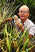 High lysine rice