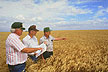 Wheat/corn/fallow rotation
