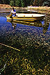 Controlling the growth of aquatic weeds.
