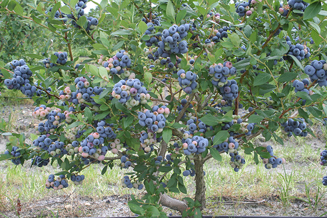 Talisman blueberry bush cultivar