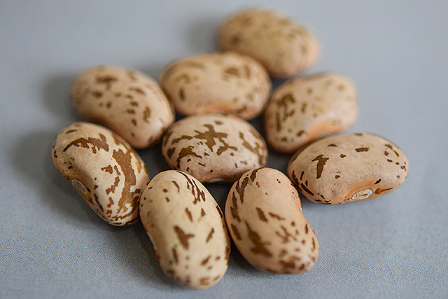 Pinto Beans