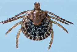 Photo: Cayenne tick.