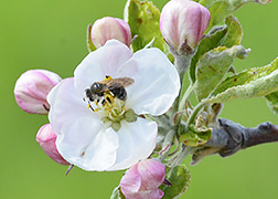 Bee on an apple flower