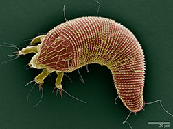 Rose mite