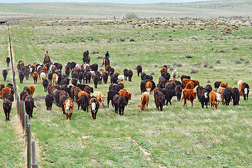 Cattle being herded across a pasture