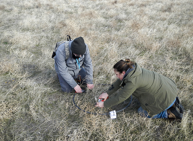 Two researchers clippig grass samples